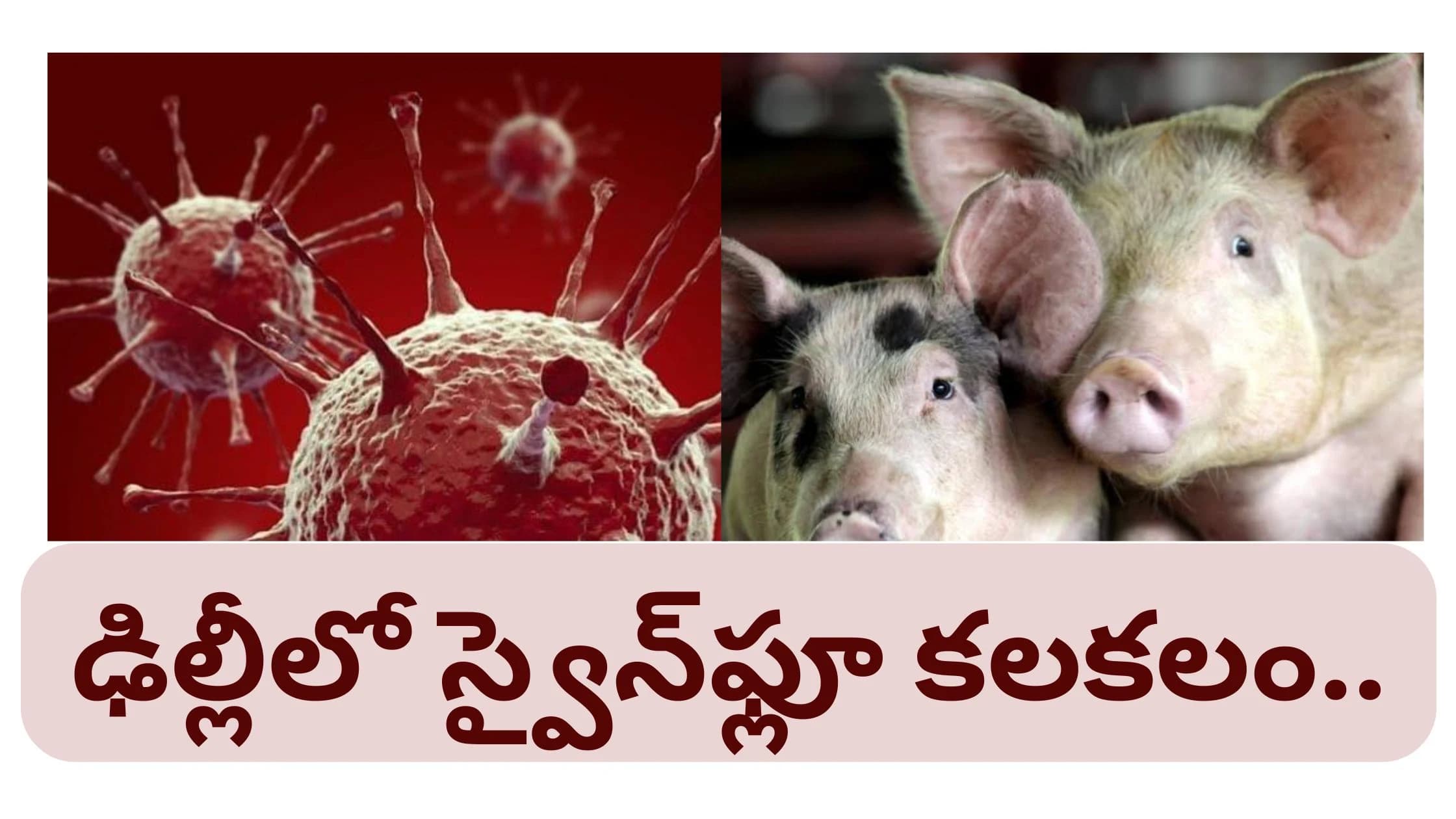 ఢిల్లీలో స్వైన్ఫ్లూ కలకలం.. 3 వేలకు పైగా ఇన్ఫ్లుయెంజా కేసులు! 🚨